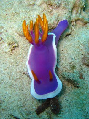 Nudibranch-at-Anitas-Reef-Koh-Similan-Thailand-Henry-and-Tersia