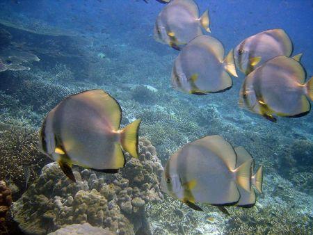 Batfish-Platax-orbicularis-at-Beacon-Reef-Koh-Similan-Thailand-Henry-and-Tersia
