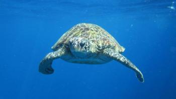 Diving Phuket turtles intro
