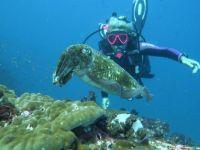 Diving Phuket marine life is diverse