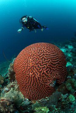 Richeleiu-Rock-diver-and-coral