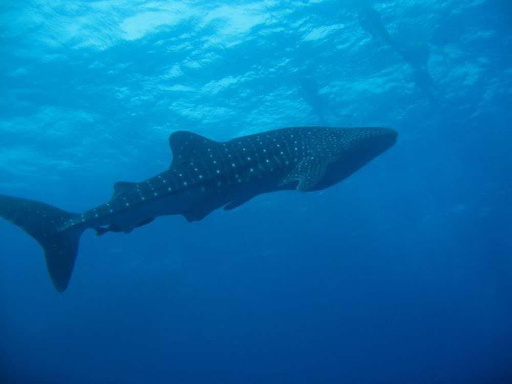 Whale-Shark-Rhincodon-typus-diving-liveaboard-Thailand.jpg