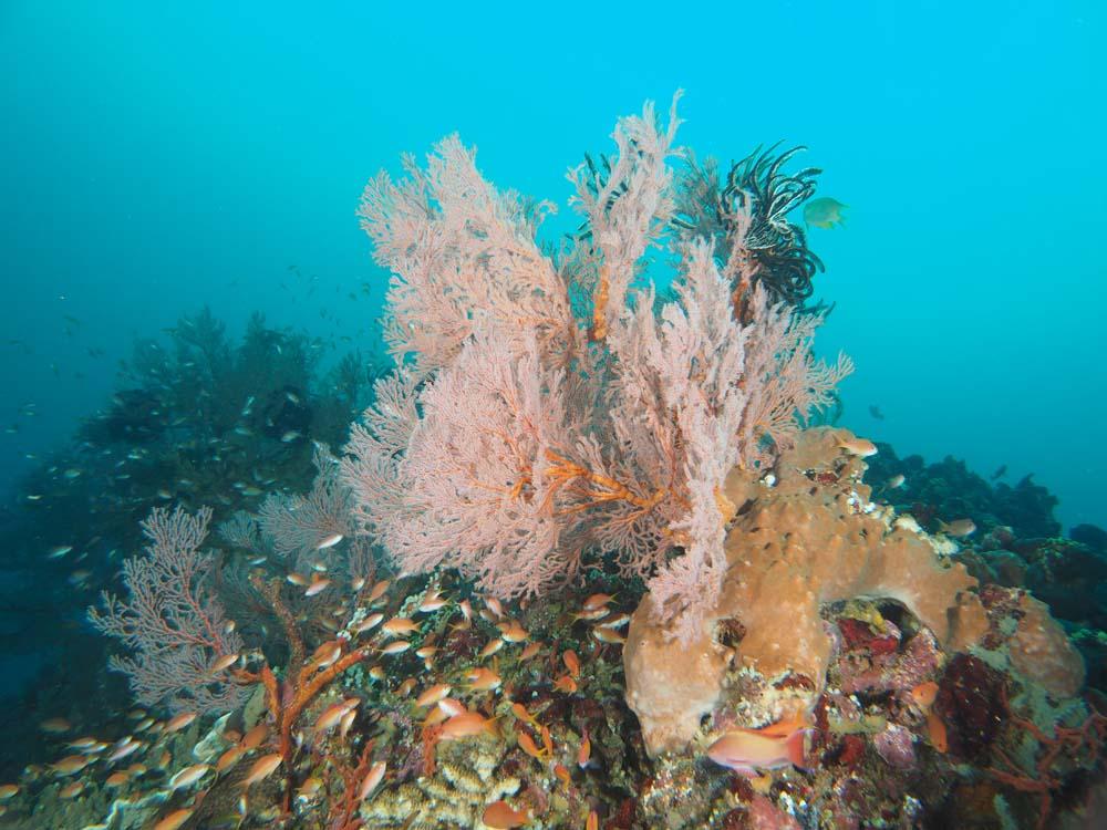beautiful-corals-at-Koh-Haa-diving-liveaboard-Thailand.jpg