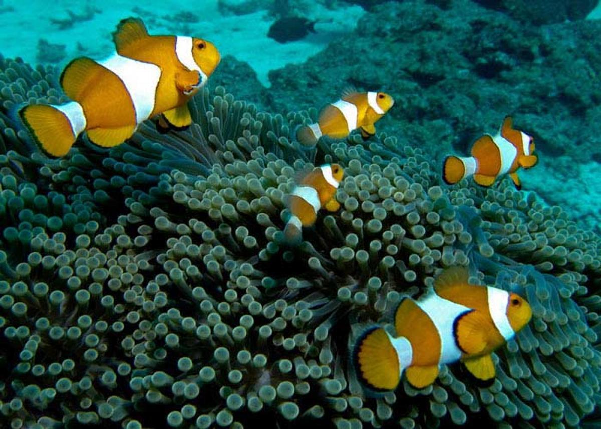 Clown Fish Are Among The Most Popular Fish At The Similans