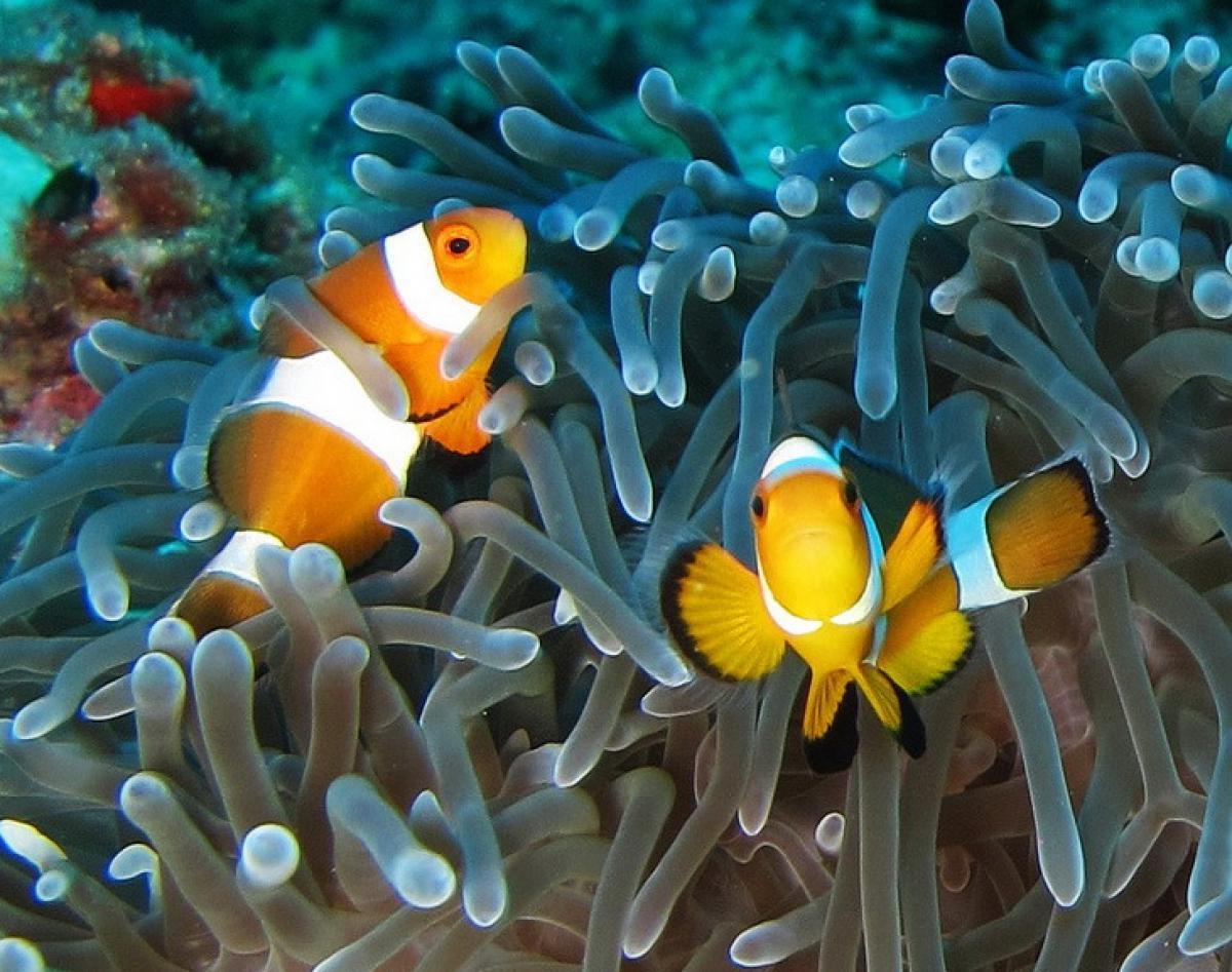 Clown Fish are among the most-popular fish at The Similans
