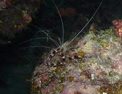 harlequin shrimp at Richelieu Rock