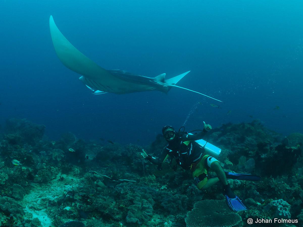 diver and manta ray