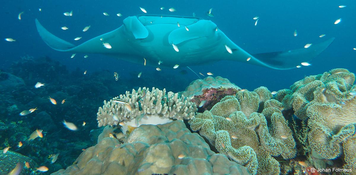 manta ray picture