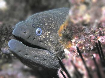 Giant Moray eel intro