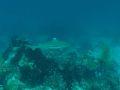 Blacktip Reef Shark Carcharhinus melanopterus at Similan Islands