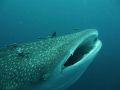 Largest fish in the world seen on Similan island liveaboarddiving cruise Whale Shark Rhincodon typus