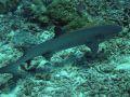 Whitetip Reef Shark Triaenodon obesus at Koh Chi Surin Phang Nga by Henry and Tersia