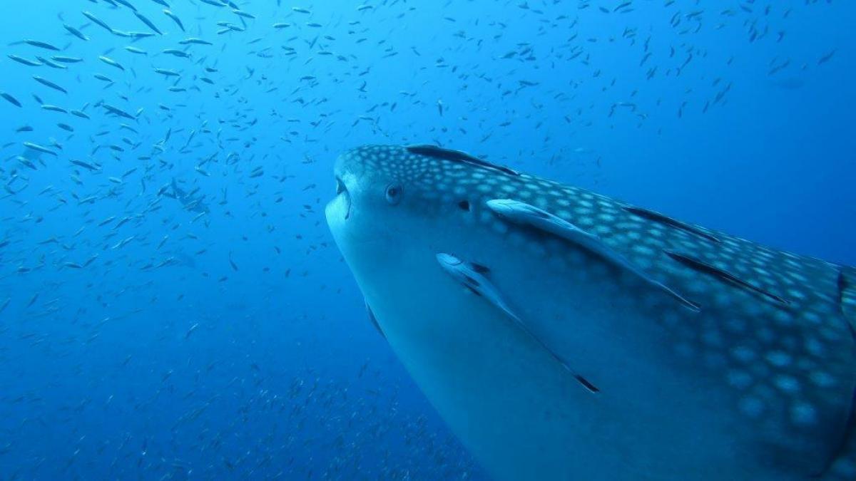 whale shark in thailand