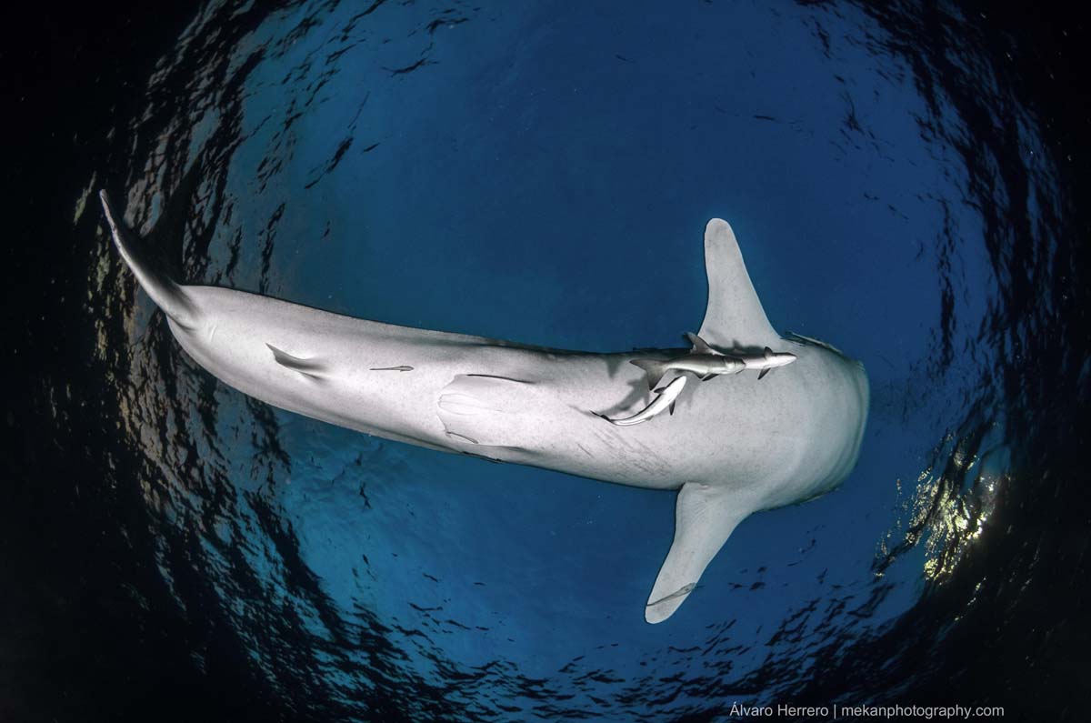 Whael-Shark-at-Similan-Islands-Thailand-Alvaro-Herrero.jpg