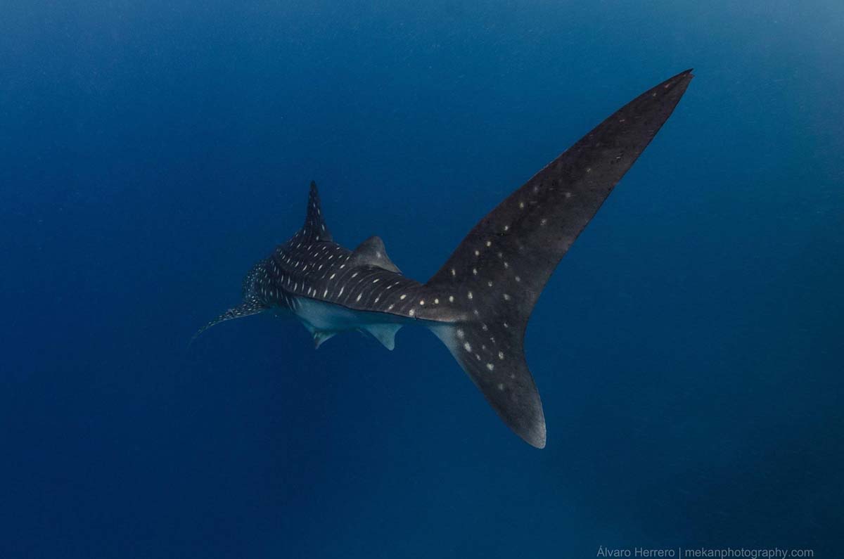 Whale-Shark-Rincodon-typus-Richelieu-Rock-Thailand-Alvaro-Herrero.jpg