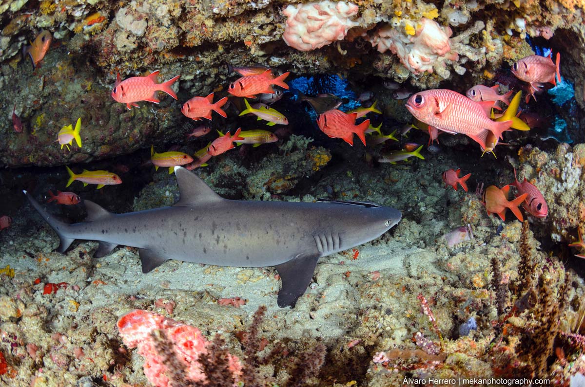 Whitetip-Reef-Shark-Triaenodon-obesus-Richelieu-Rock-Thailand-Alvaro-Herrero.jpg