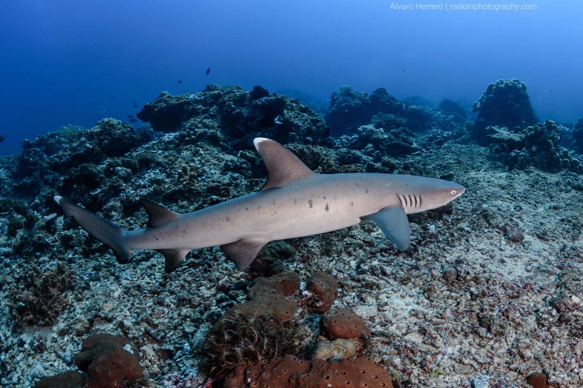 Whitetip-Reef-Shark-Triaenodon-obesus-Similan-Islands-Alvaro-Herrero_2.jpg