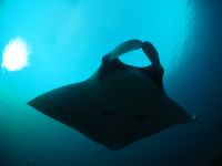 scuba-diving-with-manta-rays