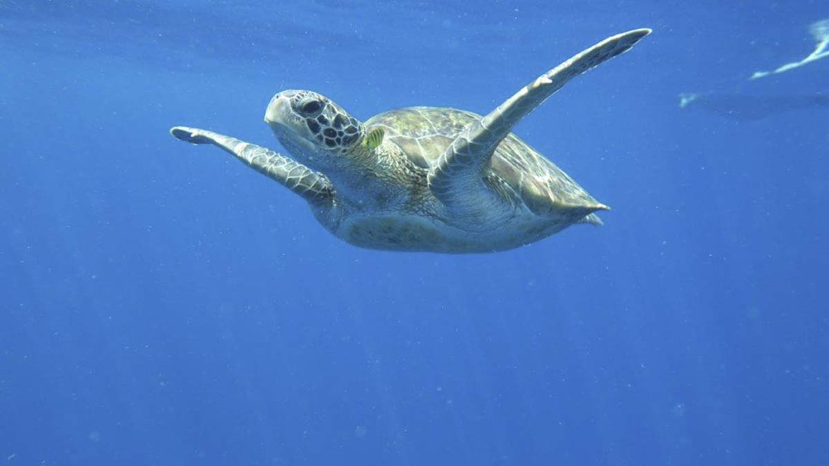 Turtle at Similan Islands photo credit Helen Holmgren