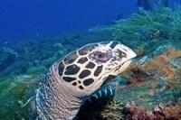 Turtle-at-Elephant-Head-Rock-Koh-Similan