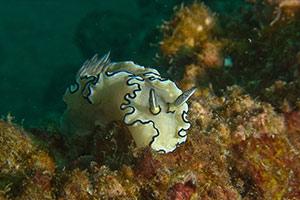 Nudibranch-at-Boonsong-Wreck-Phang-Nga
