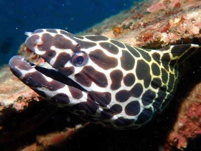 Boonsung Wreck Honeycomb Moray Eel