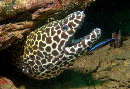 Honeycomb-Moral-Eel-Gymnothorax-favagineus-at-Chinese-Wall-Bird-Rock-Koh-Surin-Thailand-Ron-Caswell