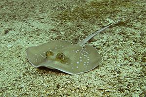 Blue-Spotted-Stingray-Neotrygon-kuhlii-at-Hideaway-Koh-Similan-Thailand-by-Ron-Caswell
