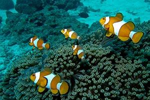 Clown-Anemonefish-Amphiprion-ocellaris-at-Honeymoon-Bay-Thailand-by-Ron-Caswell