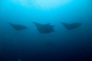 Koh-Haa-scuba-diving-thailand