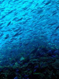 School-of-fish-scuba-diving-phuket