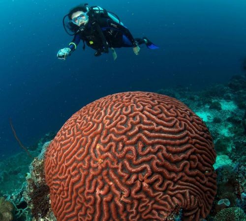 diver and coral at Richeleiu Rock Surin Phang Nga Thailand Ola Welin
