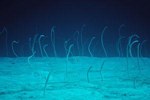 Spotted-Garden-Eels-Heteroconger-hassi-at-Turtle-Rock-Koh-Similan-Thailand-by-Ron-Caswell