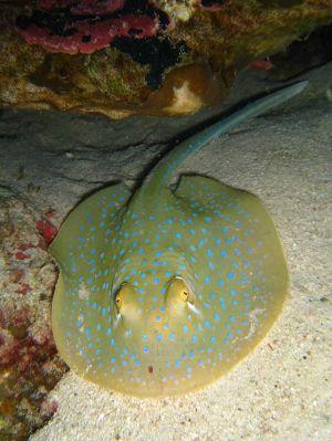 Blue-Spotted-Stingray-Neotrygon-Kuhlii-at-Turtle-Rock-Koh-Similan-Thailand-Henry-and-Tersia