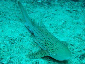 Leopard-Shark-Stegostoma-fasciatum-at-Koh-Tachai-Phang-Nga-Thailand-Lyle-Turner