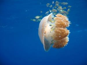 jellyfish similan islands liveaboard blog