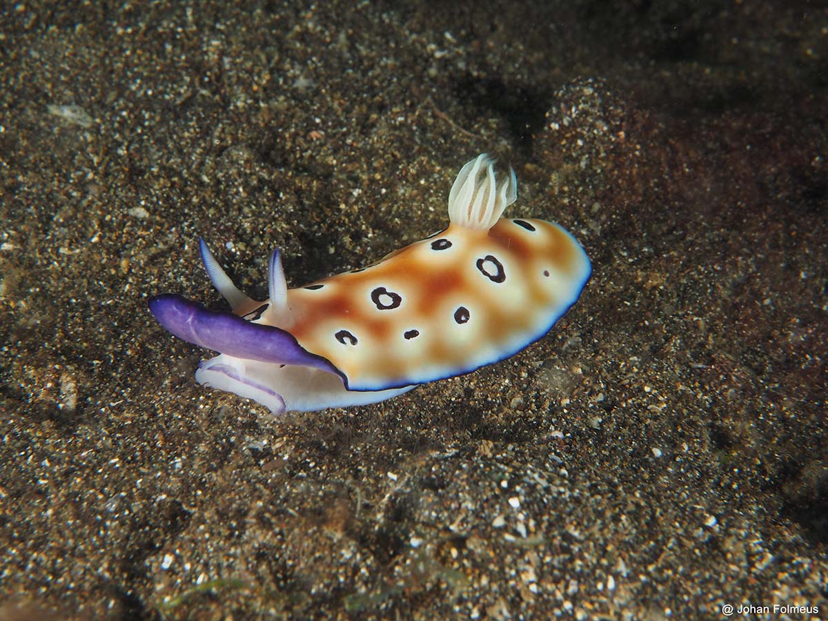 white purple nudibranchs similanblog
