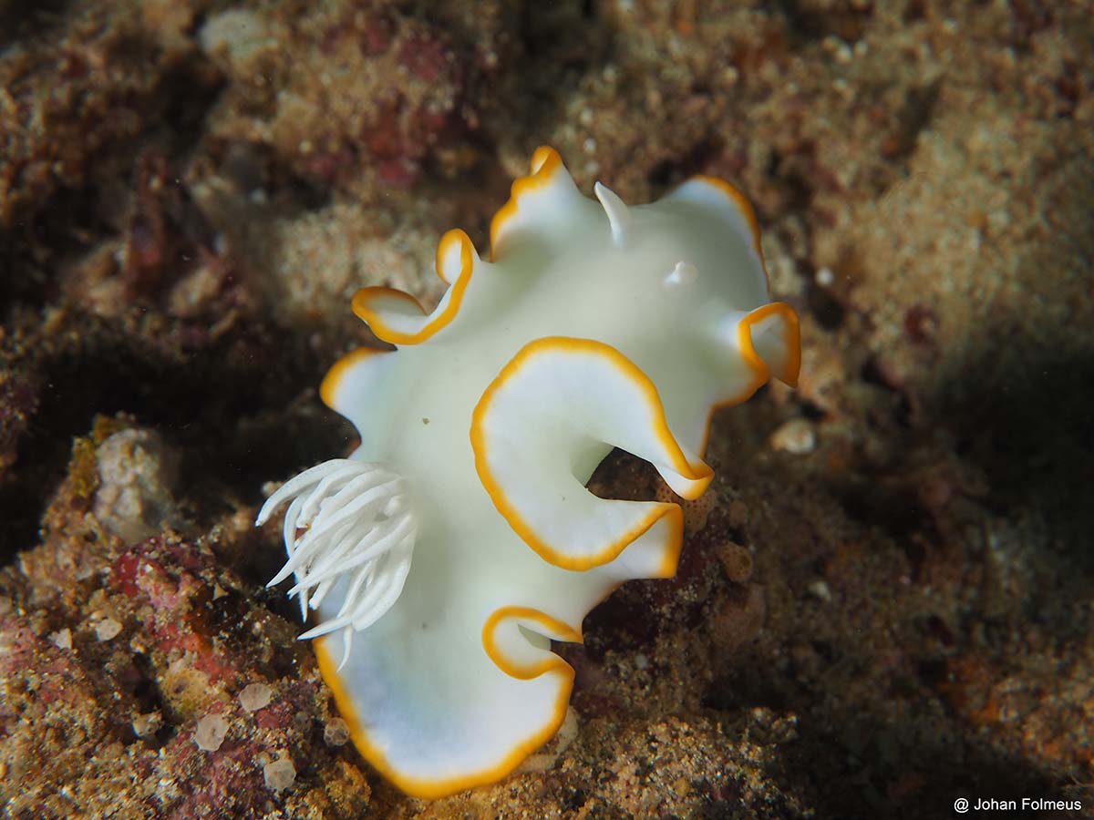 white yellow nudibranchs similanblog